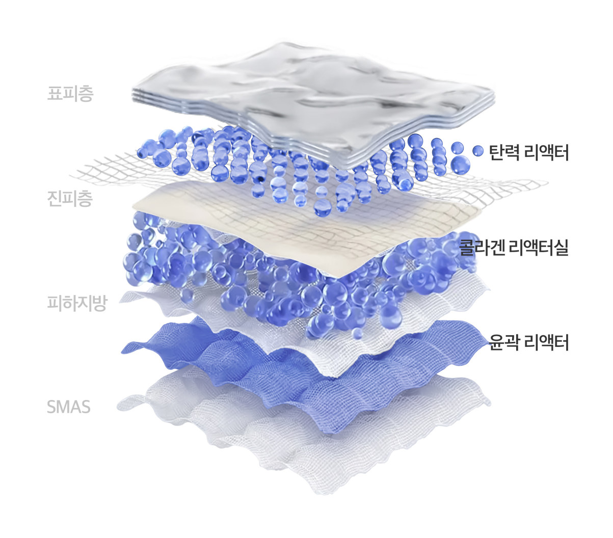 피부 단면도 — 표피·진피·근막 시술 깊이